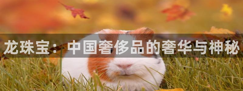 新宝5新宝6顺达