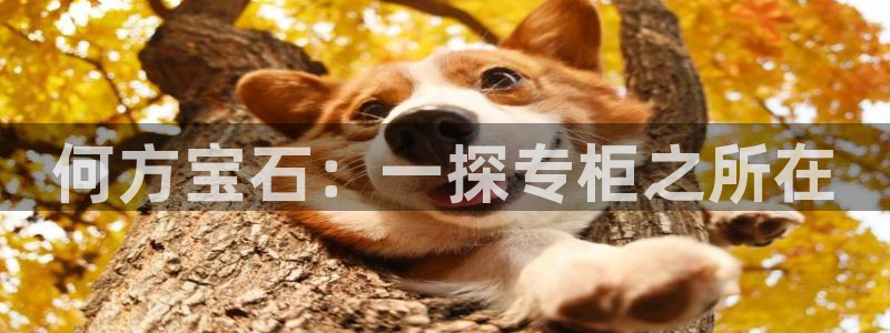 新宝j2O5O5O：何方宝石：一探专柜之所在