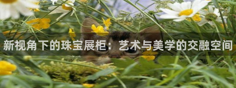 新宝5娱乐方：新视角下的珠宝展柜：艺术与美学的交融空间